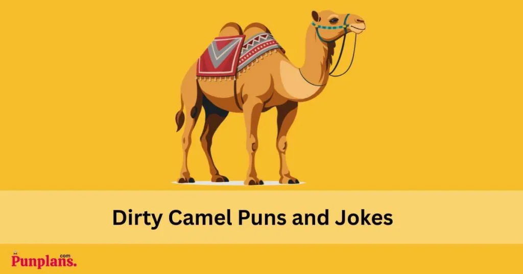 Dirty Camel Puns And Jokes
