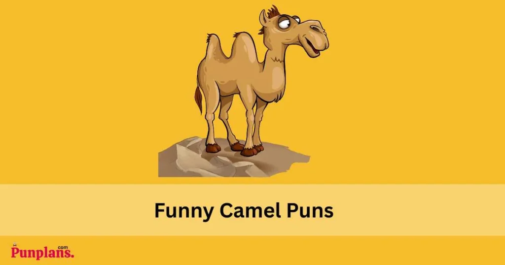 Funny Camel Puns