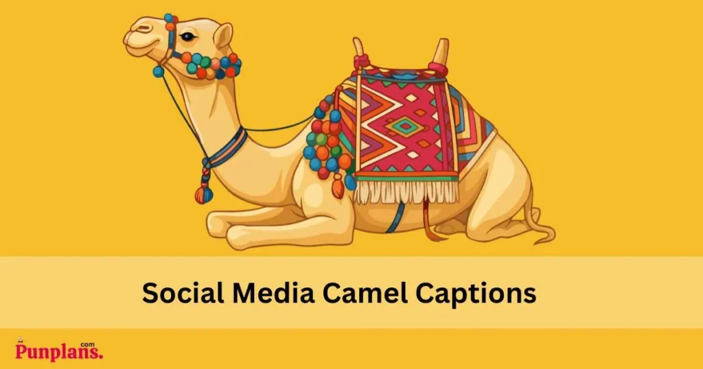 Social Media Camel Captions